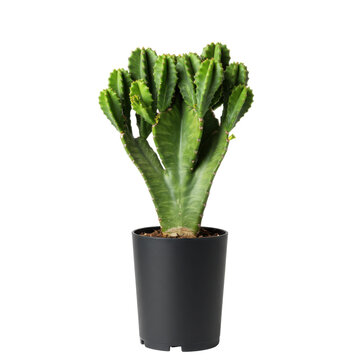 Euphorbia trigona cactus in black pot ribbed stems and small leaves isolated on white background