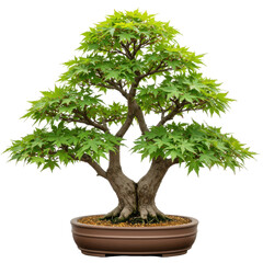 Vibrant japanese maple bonsai in elegant pot isolated on white background