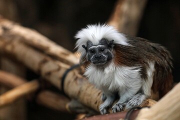 見つめるワタボウシタマリン