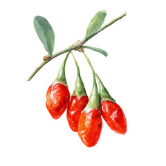 Goji Berry watercolor vector, hand-painted style, high-quality illustration isolated on white background. © Cooper