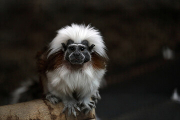 カメラ目線のワタボウシタマリン