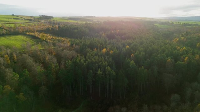Autumn colours seen from above in a Northumberland valley near Hexham and Langley with trees and hills. Drone flyover at sunset