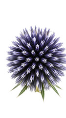 Obraz premium Purple Flower with Spiky Petals and Green Leaves isolated on a transparent background floral nature