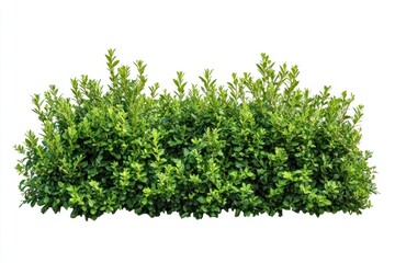 Fototapeta premium Background isolated plant hedge.