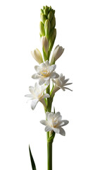 Obraz premium White flowers on a green stem isolated on a transparent background plant flora botany