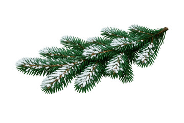 Evergreen fir branch covered in snow and frost, symbolizing winter, nature, and christmas holidays on transparent background