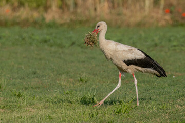Obraz premium White stork carrying nesting material in its beak while walking across a grassy field