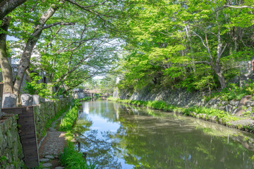 近江八幡・八幡掘　新緑