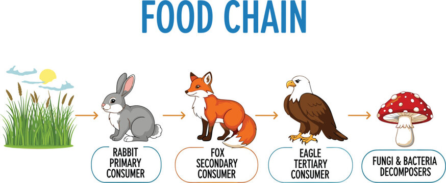 Educational food chain diagram with sun grass rabbit fox eagle and fungi bacteria decomposers on white background vector