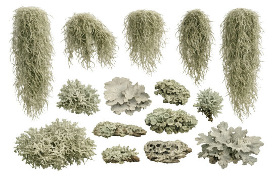Assortment of naturalistic 3d rendering of various lichen and moss types including usnea, creating organic foliage elements