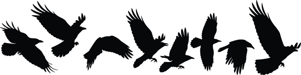 Obraz premium Silhouette of a Flocking Group of Crows in Flight