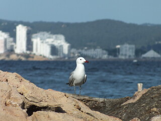 Obraz premium Seagull gull portrait with coastal city and mountain backdrop