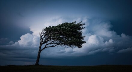 Windswept tree against ominous storm clouds