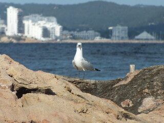 Seagull gull portrait with coastal city and mountain backdrop