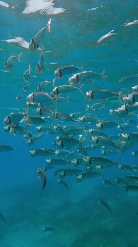 Vertical footage, School of Mackerel fish swims and filtering for plankton with open mouths in turquoise water, slow motion of shoal Striped Mackerel or Indian mackerel, Rastrelliger kanagurta