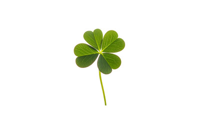 Four Leaf Clover Isolated on White Background.