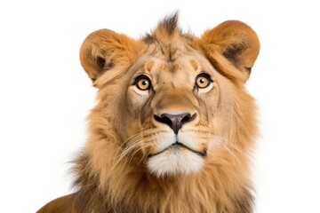 Obraz premium Lion looking confused wildlife mammal animal.