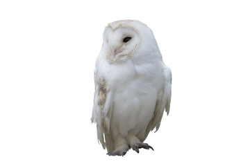 Obraz premium Barn Owl (Tyto alba) Portrait isolated on transparent or white background, png
