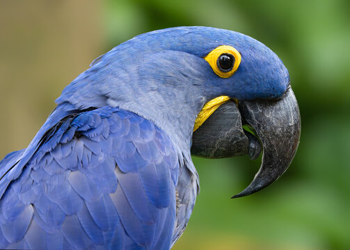 Side Close-up view of a Hyacinth macaw (Anodorhynchus hyacinthinus)
