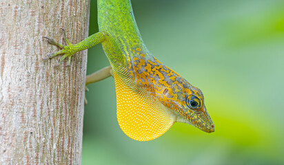 Fototapeta premium Close-up view of a male Guadeloupe Anole (Anolis marmoratus) with extended dewlap at Guadeloupe National Park - Caribbean island Guadeloupe