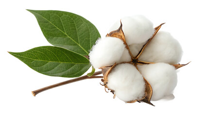 Fresh cotton bolls with fluffy white fibers and vibrant green leaves isolated on transparent background ideal for textile design and nature enthusiasts transparent background