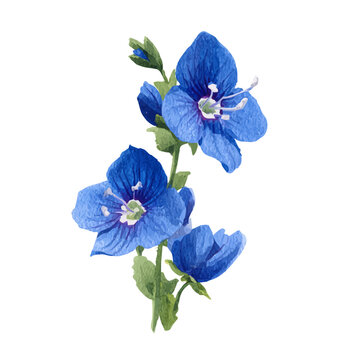 Veronica Flower watercolor vector illustration, high-quality artwork isolated on a pure white background.