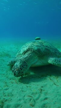 Vertical footage, Front view of Sea turtle grazing on sandy seabed feeding on green sea grass, Close-up, Slow motion, Forward movement approaching Green Sea Turtle, Chelonia mydas on bottom