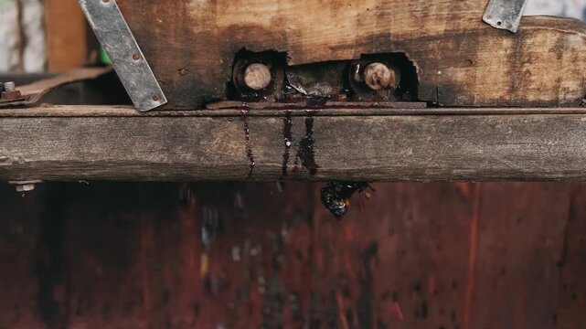 CloseUp Wooden Wine Press Dripping DeepRed Juice Through Gap, Weathered Timber, Metal Brackets, Rusty Bolts, Slow Steady Drip,
