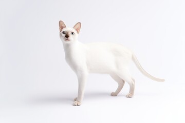 Tonkinese Cat stands on a white background while looking at the camera during a studio session