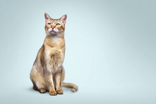 Sokoke Cat sits calmly on light blue background looking ahead with curious expression and relaxed posture