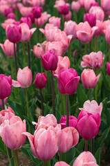 Fototapeta premium Close-up rows of pink tulips