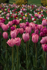 Fototapeta premium A vertical view of a large field of colorful tulips, with pink and purple varieties dominating the foreground.