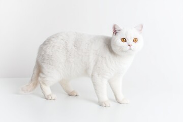 Plakat White British Shorthair cat with orange eyes walks on a plain surface in a bright room during daytime