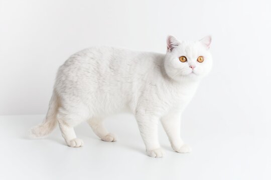 White British Shorthair cat with orange eyes walks on a plain surface in a bright room during daytime