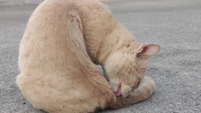 The old cat has mange in the house.