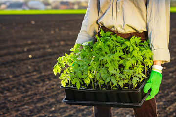 Naklejka premium Gardener holding tomato seedlings tray outdoors for seasonal planting farming