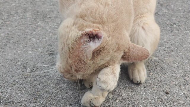 The old cat has mange in the house.