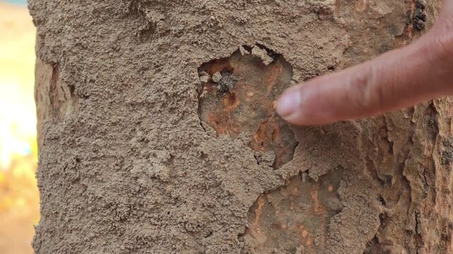 Termite nest on a tree trunk in rainforest