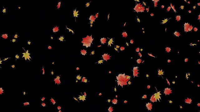 Autumn Maple Leaves Falling Animation with Alpha Channel, 紅葉したもみじが舞い散るアルファチャンネル付き素材動画