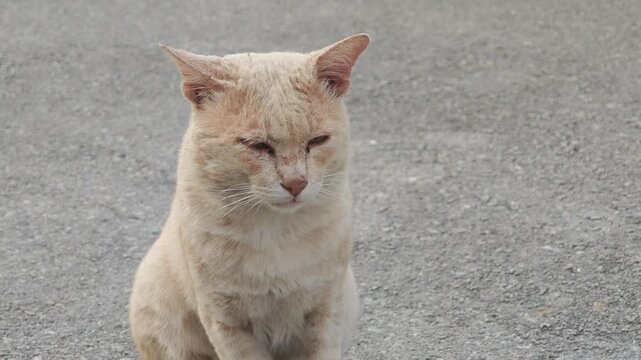 The old cat has mange in the house.