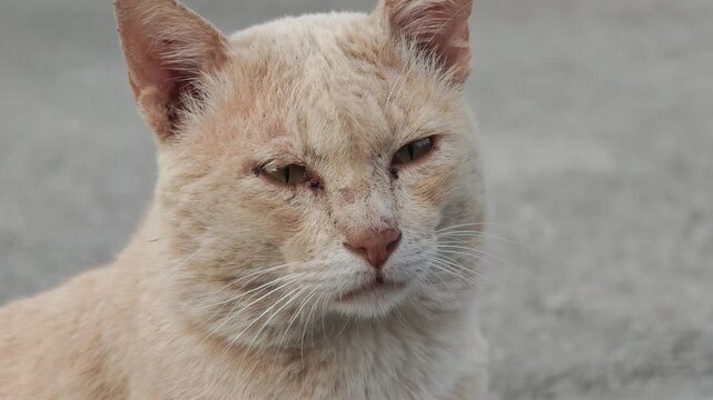 The old cat has mange in the house.