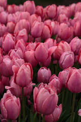 Fototapeta premium Beautiful spring floral background with fresh pink tulip flowers in a garden. 
