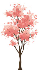 cherry blossom isolated on white