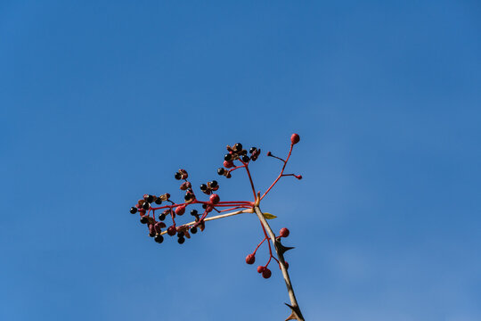 Branch Prickly ash (Zanthoxylum americanum), or northern prickly-ash, toothache tree, yellow wood, suterberry, Sichuan pepperwith small clusters of red and dark berries against clear blue sky.
