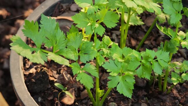 Fresh celery in the garden.	
