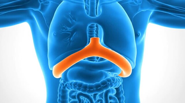 Human body anatomy trachea.