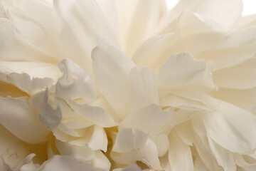 Floral spring background. White peonies and petals. Close-up. Soft focus. Nature