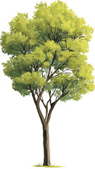 green tree isolated on white