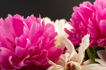 Floral spring background. Pink and white peonies and petals. Close-up. Soft focus. Nature