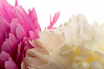 Floral spring background. Pink and white peonies and petals. Close-up. Soft focus. Nature